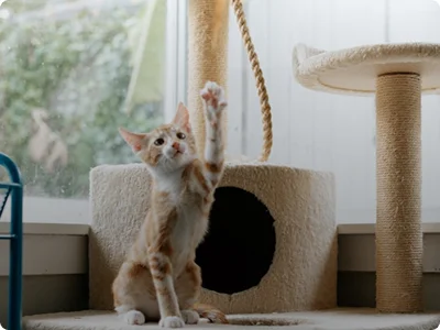 Cat Supplies