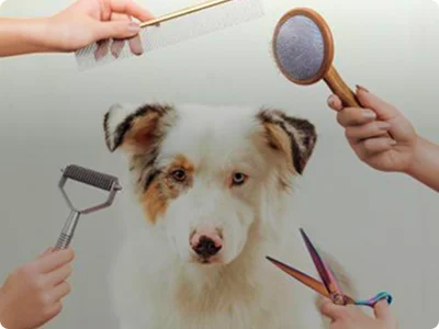 Pet Grooming