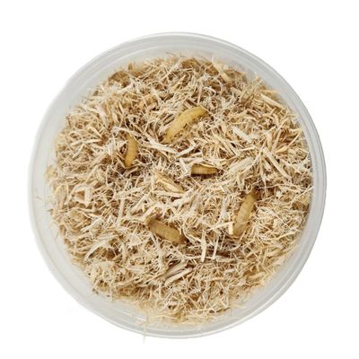 Josh's Frogs Waxworms (50 Count)