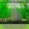 Python No Spill Clean and Fill Aquarium Maintenance System, Gravel Cleaner and Water Changer, 50 Foot view 4