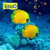 Tetra 16155 Min Large Tropical Flakes For Top/Mid Feeders, 5.65-Ounce view 4