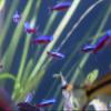 Seachem Stability Fish Tank Stabilizer - For Freshwater and Marine Aquariums, 16.9 Fl Oz (Pack of 1) view 4