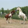 Horsemen's Pride 10" Jolly Ball Horse Toy, Blue, XLARGE, All Breed Sizes view 4