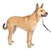 PetSafe Gentle Leader No-Pull Dog Headcollar - The Ultimate Solution to Pulling - Redirects Your Dog's Pulling for Easier Walks - Helps You Regain Control - Medium, Fawn view 1