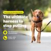 PetSafe Easy Walk No-Pull Dog Harness - Ultimate Harness to Help Stop Pulling - Pull-Free Walks - Take Control & Teach Better Leash Manners - Patented Martingale Loop Design - Black, Medium view 2
