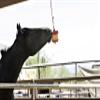 Horsemen's Pride Stall Snack Treat Holder & Refill for Horses; Apple Flavor view 2