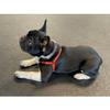 Sense-ible No-Pull Dog Harness - Black Medium view 3