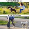Sense-ible No-Pull Dog Harness - Black Medium view 4