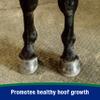 Farnam Horseshoer's Secret Pelleted Hoof & Biotin Supplements, Nutrient-Rich Formula with Amino & Fatty Acids, Omega-3 Minerals, Promotes Hoof Growth & Supports Cracked Hooves, 22 lb, 60-Day Supply view 4