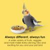 Kaytee Fiesta Cockatiel Food, Nutritious and Fun Blend, Supports Skin, Feather, Digestion, Brain and Heart Health, 4.5 pounds view 4