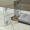 MidWest Homes for Pets Snap'y Fit Stainless Steel Food or Water Bowl, Holds 1 Quart, Mounts to Wire Crates, No-Tip Design, Rust-Resistant, for Dogs and Cats view 3