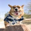 NFL Dallas Cowboys Mesh Dog Jersey view 2