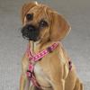 Guardian Gear Nylon Two Tone Pawprint Dog Harness, 28-36-Inch, Pink view 2