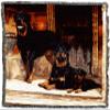 Pure Country Weavers Rottweiler Dog Woven Blanket by Robert May - Gift Cotton Tapestry Throw - Made in The USA - 72" x 54" view 2