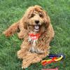 Nylabone Puppy Chew Key Ring Toy, Toys for Teething Puppies, Multi Color, Bacon Flavor, Medium - Up to 35 lbs, 1 Count view 2