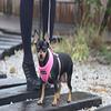 Puppia Soft Dog Harness No Choke Over-The-Head Triple Layered Breathable Mesh Adjustable Chest Belt and Quick-Release Buckle, Brown, X-Large view 4