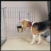 ProSelect Stainless Steel Flat Sided Pails Durable Pails for Fences, Cages, Crates, or Kennels - 9", 9-Quart view 2
