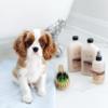 Everyday Isle of Dogs Silky Coating Dog Shampoo for Yorkies,Beagles and Spaniels (16.9 oz/Jasmine and Vanilla) view 2