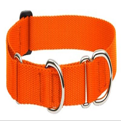 LupinePet Basics 1" Blaze Orange 19-27" Martingale Collar for Large Dogs