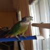 Polly's Portable Window-Shower Perch with Suction Cups for Cockatiels, Macaws, African Greys (Sandy, Small) view 2