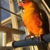 Polly's Portable Window-Shower Perch with Suction Cups for Cockatiels, Macaws, African Greys (Sandy, Small) view 4