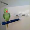Polly's Portable Window-Shower Perch with Suction Cups for Cockatiels, Macaws, African Greys (Sandy, Large) view 3