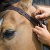 Weaver Equine Miracle Leather Horse Cribbing Collar, Durable Secure Fit Horse Collar, Equestrian Gear for All Ages and Breeds, Medium, Havana view 2