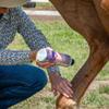 EQUIDERMA Horse Skin Lotion 16 oz | All-in-One Equine Skin Care for Cannon Bone Scurf, Mane & Tail Itching, Midline Irritation, Dry Patches & Coat Health Support view 3
