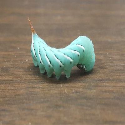 DBDPet Two Pack of 15 pod Goliath Worms