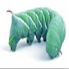 DBDPet Two Pack of 15 pod Goliath Worms view 2