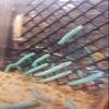 DBDPet Two Pack of 15 pod Goliath Worms view 3