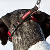 EzyDog Checkmate Martingale Collar for Dogs Premium Nylon Training Dog Collar for Easy Control with no Choking (Medium, Black) view 4