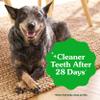 Greenies Veterinarian-Recommended Adult Natural Dental Dog Treats Regular Size, Dog Dental Chews, Original Flavor, 36 oz. Pack, 36 Count view 4
