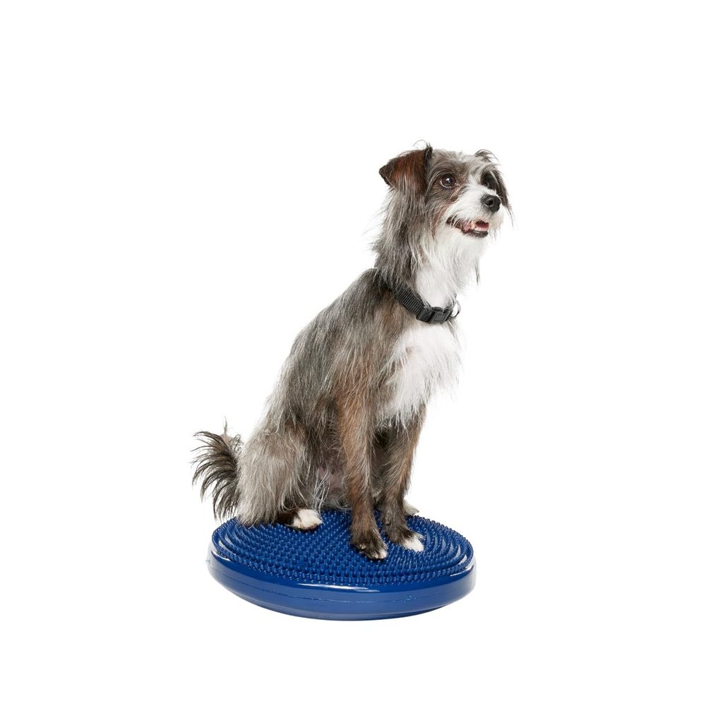 FitPAWS Dog Balance Disc 14, Blue | Dog Exercise Equipment | Workout Tool for Strength, Core, Stability & Rehabilitation