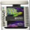 Continuum Aquatics ACO30602 Bio Viv Garlic Attractant for Aquarium, 1-Ounce view 1