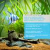 Continuum Aquatics ACO30602 Bio Viv Garlic Attractant for Aquarium, 1-Ounce view 4