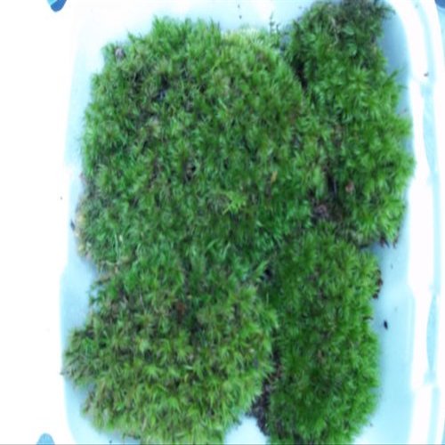 Fresh Live Frog Mood Moss - 2 to 4" Plants for Terrarium Vivarium