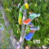 C&H Solutions 6 Pcs Balancing Bird of CNH Toy 6.5 Inch Wing Span-Colors May Vary view 1