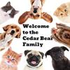 Cedar Bear Pets Intestinal Cleanse Natural Herbal Supplement That Gently Cleanses with Black Walnut Hull, Orange Peel, Lavender Flower and More view 3