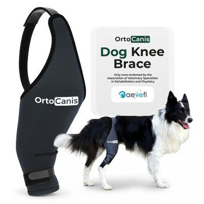 Ortocanis Dog Knee Brace for Hind Leg Support Flexible Neoprene Knee Brace for Dogs with Joint Instability, Torn ACL, Limping or Osteoarthritis Comfortable Support for Recovery (XXS, Right Leg)
