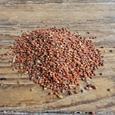 Ernst Grain & Livestock Milo, Red Sorghum, Non-GMO, Perfect for Mushroom Growers, 25lbs