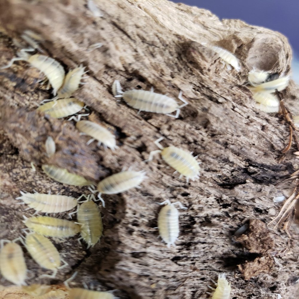 Live Combo Pack Springtail Culture, 10+ Powder Blue, 10+ White Out (Powder White) Isopod Combo Clean up Crew