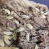 Live Combo Pack Springtail Culture, 10+ Powder Blue, 10+ White Out (Powder White) Isopod Combo Clean up Crew view 1