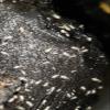 Live Combo Pack Springtail Culture, 10+ Powder Blue, 10+ White Out (Powder White) Isopod Combo Clean up Crew view 2