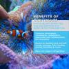 Continuum Aquatics ACO30588 Phyto Blast Phytoplank Comp for Aquarium, 16.9-Ounce view 4
