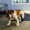 Walkabout Canine Compression Sleeve (Black, Large view 4