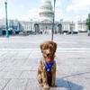 Gooby Comfort X Head in Harness - Blue, Large - No Pull Small Dog Harness, Patented Choke-Free X Frame - Perfect on The Go Dog Harness for Medium Dogs No Pull or Small Dogs for Indoor and Outdoor Use view 2