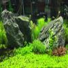 Seachem Flourish Advance Growth Supplement - Aquatic Plant Aid 500 ml view 3