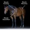 MVP E-Se-Mag (20lb) for Muscle Function & Recovery in Horses view 2