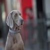 LupinePet Eco 1" Granite 16-28" Adjustable Collar for Large Dogs view 2